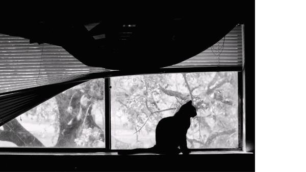 /Images/uploads/Animal Control  Welfare Project/PrettiestPetContest/entries/6188thumb.jpg